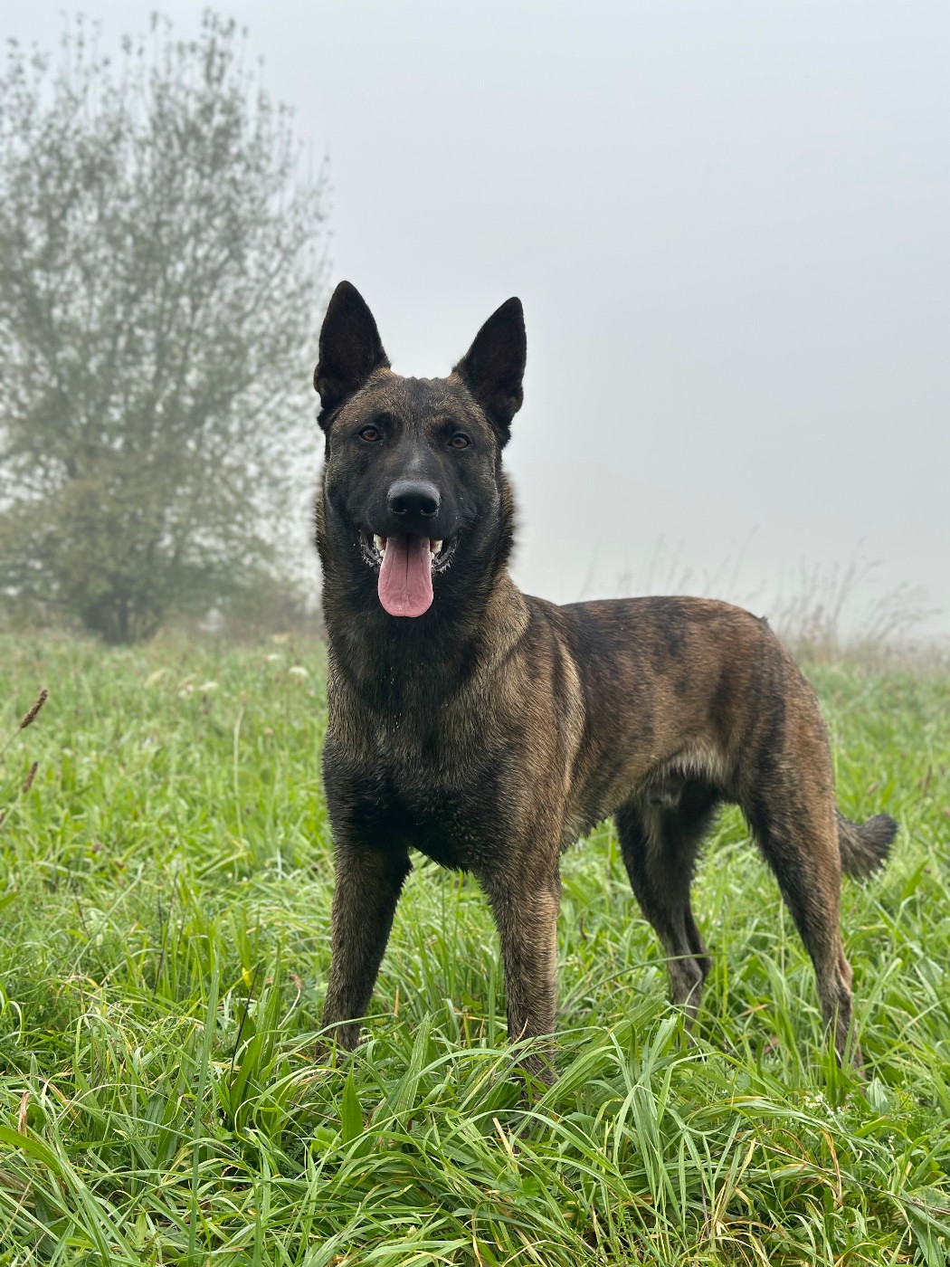 Vagnar De La Dynastie Des Gueules De Fer